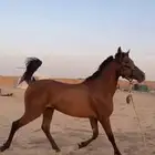 حصان شعبي