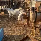 معزا دفيع واصلات