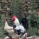 ديوك بلدي