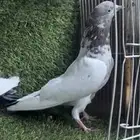 حمام باكستاني