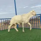 خروف فحل صنف