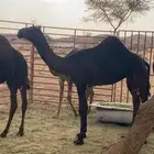 بكره كفو