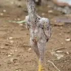 ديك شامو