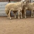 3 رخال صنف الصنف دفيع