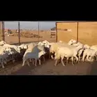 17يتبعها16 بهم راوي الاغلبيه اباكير