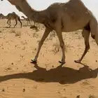 بنت ذيب ابو عجاريد