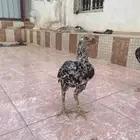 دجاج باكستاني سندي بيور