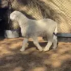 طلي موندرا للبيع