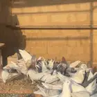 للبيع حمام مشكل فرنسي زاجل عادي منتج