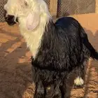 طلي ادغم مشروع فحل