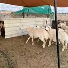 رخال حريات مضاريع