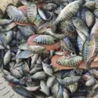 يتوفر زريعة سمك بلطي واشراف لنهاية الدوره وتسويقها