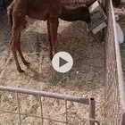 قعود تربيه سوم 1800