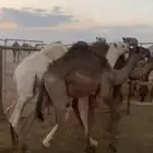 حشو لبانيات تحت امهاتهن