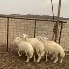 ذبايح للبيع