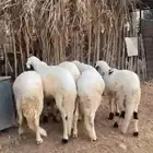 5 خرفان سواكن طيبة للبيع
