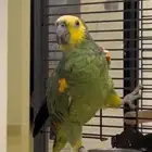 ببغاء امازوني