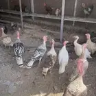 رومي للبيع