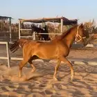 فرس كفو