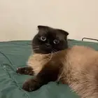 قط هملايا للبيع