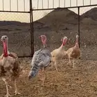 دجاج رومي منتج