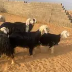 للبيع غنم نجد