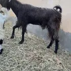 تيس فحل