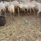 ضان جرم