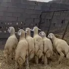 طليان للبيع