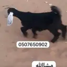 بيع