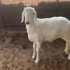 خروف ساكني مخصي