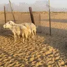 حريات دافيع