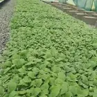 شتلات زراعيه ( محمي ومكشوف )