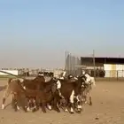 للبيع جفرات قبرصيات فاخره تنصفط