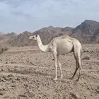 قعود حر