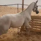 نجران