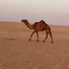 للبيع ناقه شعلا