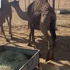 للبيع قعود طيب العمر 7 شهور تقريباء
