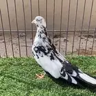 قطايف نمش