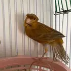 كناري سوري ماوردي كرست تم البيع