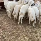 طليان