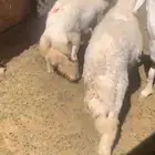 طليان جبره