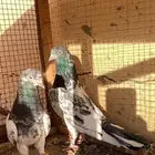 حمام باكستاني