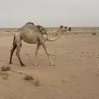 بكره للبيع باتليه