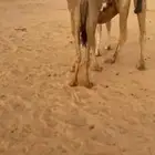 قعدان