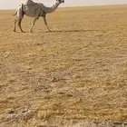 لقحه ملاقي