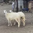 رخال سمان ونضاف شرط