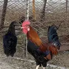 عارض لكم ديك ودجاجه كفو وشرط من كل شي