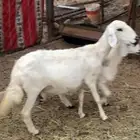غنم(ظان)مقاني طيبه