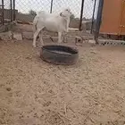 فحل بلدي صنف